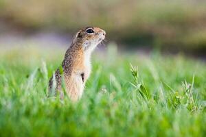 Europäisches Grundeichhörnchen foto