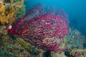 roter Gorgonian des Mittelmeers foto