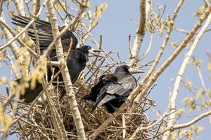Krähen auf einem Nest foto