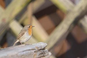 Rotkehlchen auf Holz foto