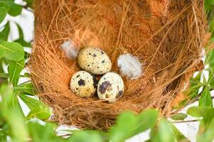 Vogel Nest auf Baum Ast mit drei Eier innen, Vogel Eier auf Vögel Nest und Feder im Sommer- Wald , Eier Ostern Konzept foto