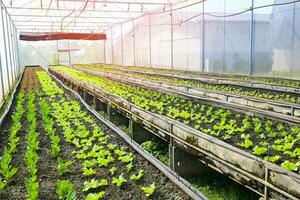 Gemüse Bauernhof Boden Gemüse Garten, organisch Grün cos Grüner Salat Gemüse Gartenarbeit mit Grün Blatt frisch Gemüse Grüner Salat Pflanzen im das Gewächshaus Garten Öko freundlich Gartenarbeit Natur foto