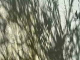 Blätter Schatten Hintergrund auf Beton Mauer Textur, Blätter Baum Geäst Schatten mit Sonnenlicht foto