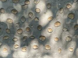 Blätter Schatten Hintergrund auf Beton Mauer Textur, Blätter Baum Geäst Schatten foto