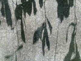 Blätter Schatten Hintergrund auf Beton Mauer Textur, Blätter Baum Geäst Schatten mit Sonnenlicht foto