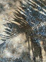 Blätter Schatten Hintergrund auf Beton Mauer Textur, Blätter Baum Geäst Schatten mit Sonnenlicht foto