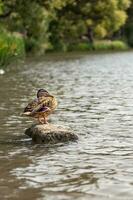 das Ente sitzt auf ein Stein im das Wasser. Vogel im das natürlich Umfeld. foto