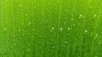 Grün Blatt mit Wassertropfen nach Regen. Nahansicht Hintergrund und Textur. Grün Banane Blatt foto