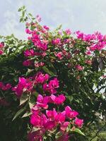 Bougainvillea Blume Nahansicht schießen zum Hintergrund foto