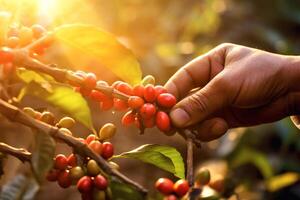 Hand pflücken Kaffee Beere im das früh Morgen Sonnenaufgang zu machen Kaffee Werbung mit generativ ai foto