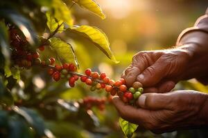 Hand pflücken Kaffee Beere im das früh Morgen Sonnenaufgang zu machen Kaffee Werbung mit generativ ai foto