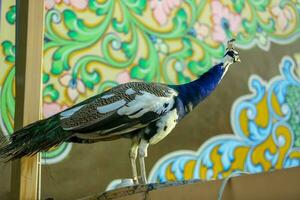 indisch Pfau Stehen auf Mauer mit bunt Hintergrund coloful Pfau foto