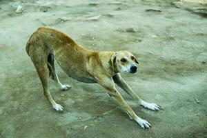 pakistanisch Straße Hund Straße Hund Hund Liebhaber Hund Liebe braun Hunde foto