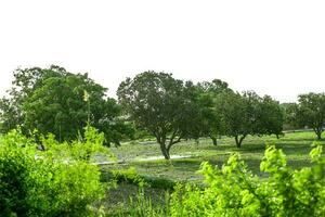 Bäume im ein Feld mit Grün Blätter und ein wenige Bäume foto