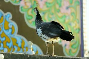 indisch schön coloful Pfau Pfau Stehen auf Mauer mit künstlerisch Hintergrund im Natur Licht foto