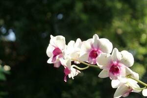 Dendrobium Vorbild Orchidee, Natur Raum foto