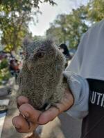 wenig Eule, Baby otus scops Eule im das Palme von ein Teenager.der eurasisch scops Eule otus Schaufeln, ebenfalls bekannt wie das europäisch scops Eule foto