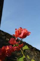 Bougainvillea buttiana , rot Papier Blume foto