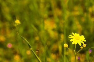 Gruppe von Gelb Gänseblümchen Blume im Park und verschwommen Hintergrund. foto