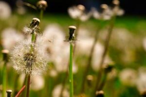 ein reifen Löwenzahn Taraxacum mit Weiß Saat und ein verschwommen Grün Gras Hintergrund foto