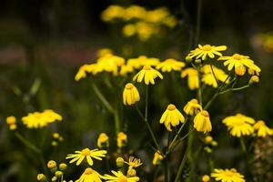 Gruppe von Gelb Gänseblümchen Blume im Park und verschwommen Hintergrund. foto