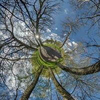 kugelförmig abstrakt Antenne Aussicht im Wald mit ungeschickt Geäst. winzig Planet Transformation von kugelförmig Panorama 360 Grad. Krümmung von Raum. foto