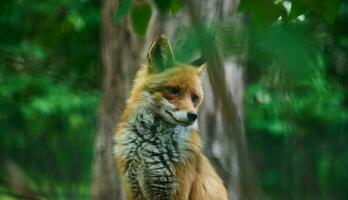 Porträt von ein wild rot Fuchs im Grün Laub foto
