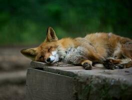 Erwachsene rot Fuchs Schlafen im Natur foto