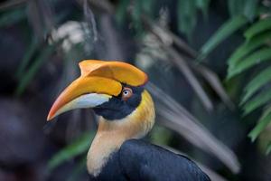 großer Nashornvogel foto