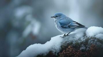 ein Nahansicht Schuss von ein Vogel Sitzung auf ein Schnee bedeckt Ast foto