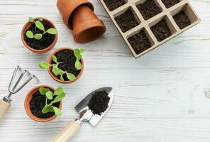 Gartenarbeit Konzept, Pflanzen beim Zuhause foto