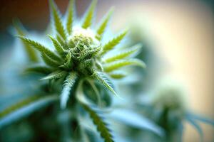 Marihuana Blätter und blüht. generativ ai foto