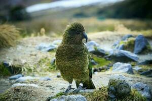 kea Vogel Boden Papagei einer von Symbol Tierwelt von Südland Neu Neuseeland foto