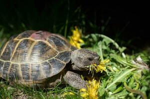 Porträt von ein inländisch Schildkröte isst Gelb Blumen auf das Rasen. exotisch Haustier Fütterung draußen foto