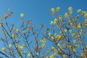 natürlich Frühling Aussicht von Baum Geäst gegen Blau Himmel foto