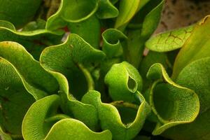 Nahansicht auf ein Sarracenia foto