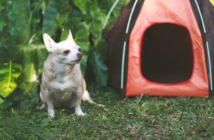 brauner Chihuahua-Hund mit kurzen Haaren, der vor einem orangefarbenen Campingzelt auf grünem Gras sitzt, im Freien, wegschaut. Haustierreisekonzept. foto