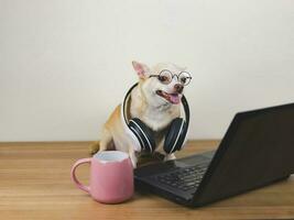 braun kurz Haar Chihuahua Hund tragen Brille und Kopfhörer um Hals Sitzung auf hölzern Fußboden mit Computer Notizbuch und Rosa Kaffee Tasse, Arbeiten und suchen beim Computer Bildschirm. foto