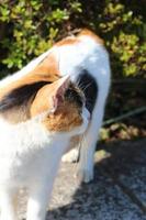 Kalikokatze im Park im Herbst foto