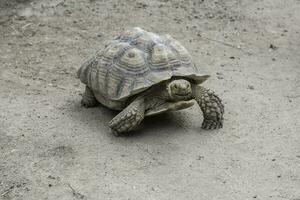 Riese Aldabra Schildkröte foto