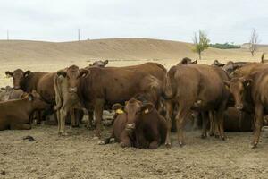 Herde von braun das Vieh auf trocken Wiese draußen foto