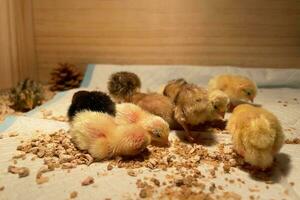 das wenig Hühner im das Clever Landwirtschaft. das Tiere Landwirtschaft Geschäft mit Fütterung Automatisierung liefern Bild mit Gelb Licht foto