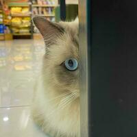 flauschige Kitty suchen beim Kamera. Vorderseite Sicht. süß jung lange Haar Katze isoliert. foto