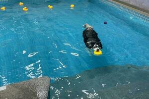 Alaska heiser beißen ein Spielzeug und Baden. glücklich Hund spielen im das Schwimmbad. foto