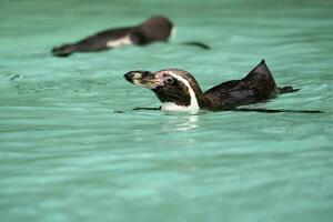 Pinguine schwimmen im Wasser foto