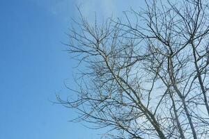 trocken Baum Geäst Das ist gestorben weil von das trocken Jahreszeit gegen das Hintergrund von ein hell Blau Himmel foto