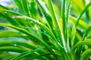 Wassertropfen auf den Blättern während der Regenzeit foto