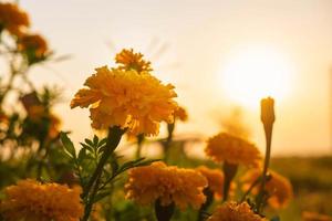 der Hintergrund der Ringelblumen und der Abendsonne foto