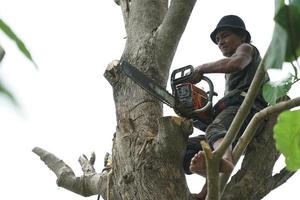 Porträt des Baumpflegers, der auf dem Baum mit einer Kettensäge mit einem klaren Himmelhintergrund hält. foto