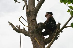 Porträt des Baumpflegers, der auf dem Baum mit seiner Hand mit einem klaren Himmelhintergrund hält foto